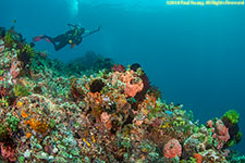 phtographer over reef